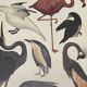 Illustration oiseaux encadrée