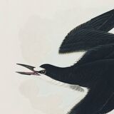 Poster about the Sooty Tern, after an old engraving from 1827.