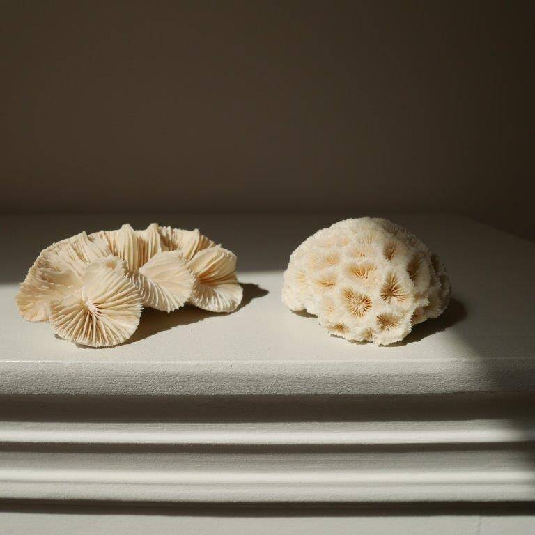 Set of 2 corals (white coral)