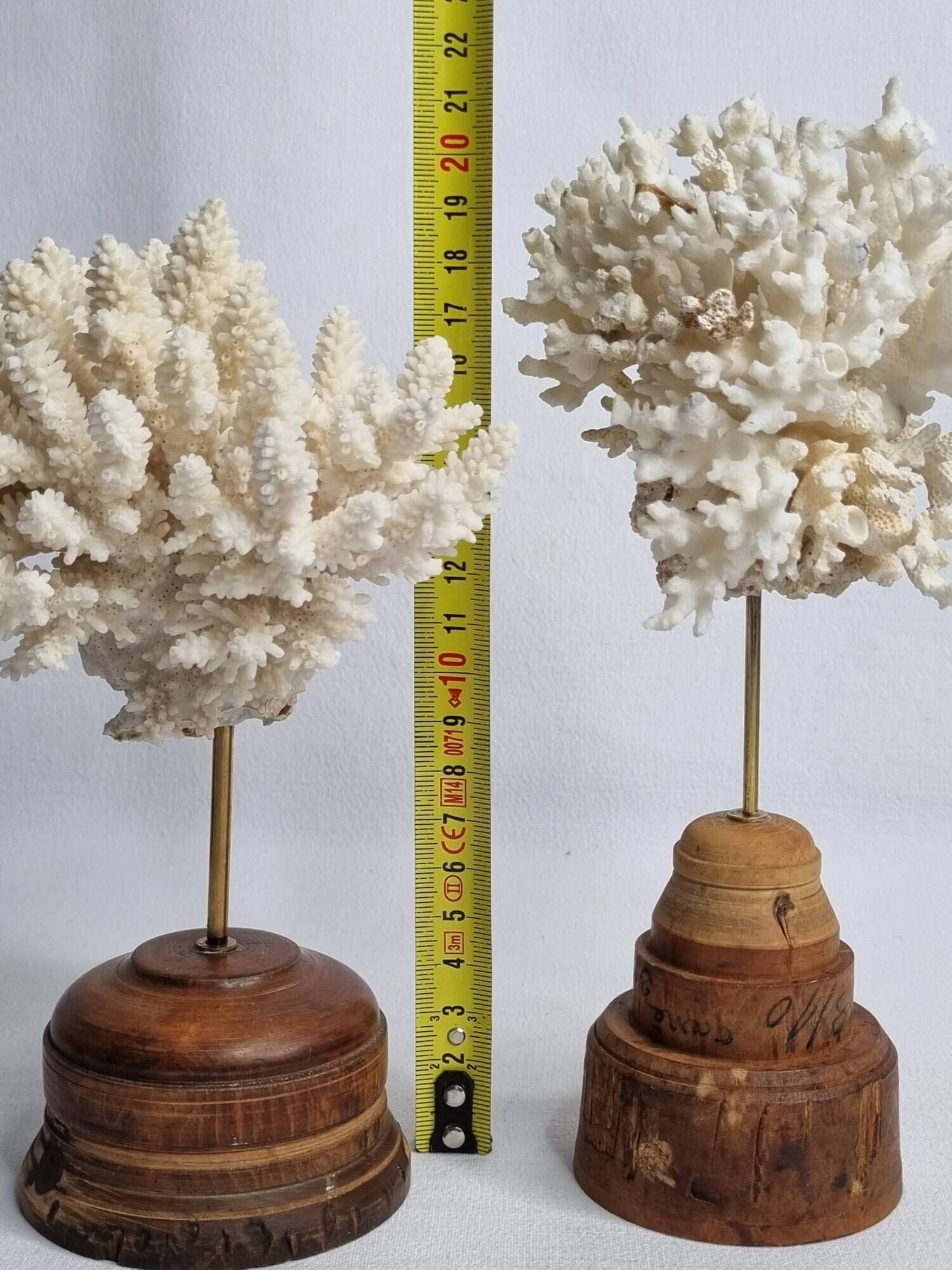 Paire d'anciens coraux blancs sur socles en bois industriel, 21 cm