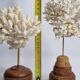 Paire d'anciens coraux blancs sur socles en bois industriel, 21 cm