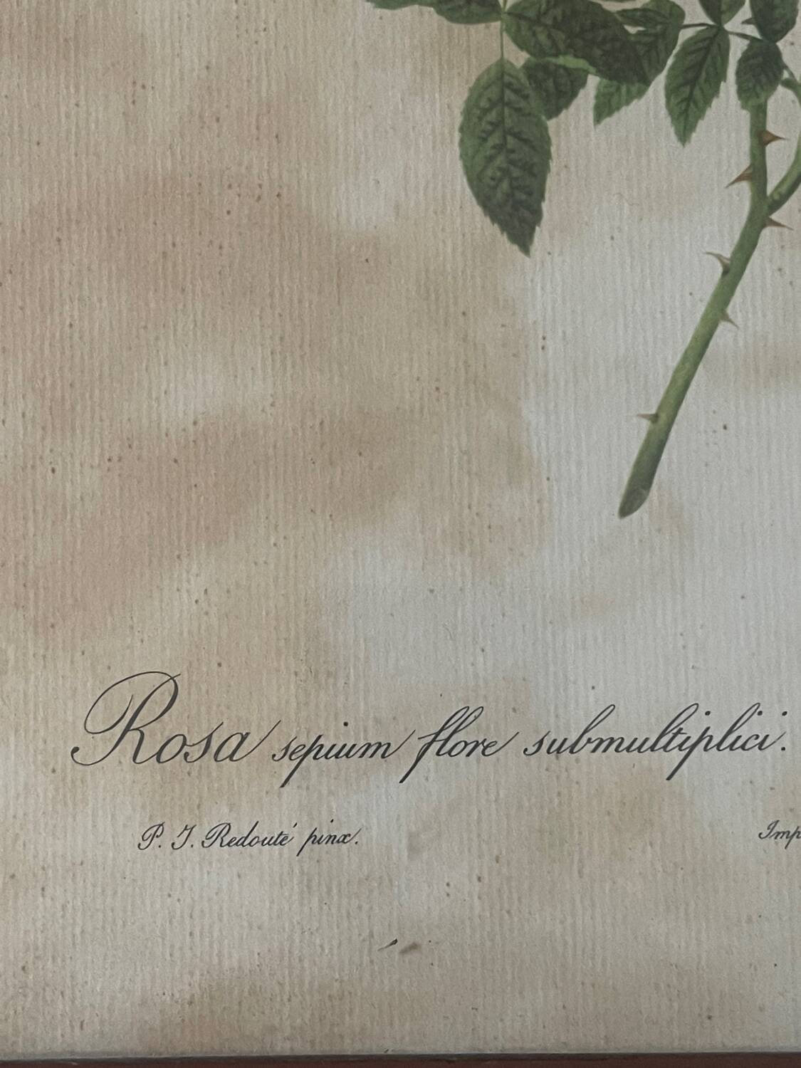 Pair of pink framed reproductions of PJ Redouté