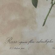 Pair of pink framed reproductions of PJ Redouté