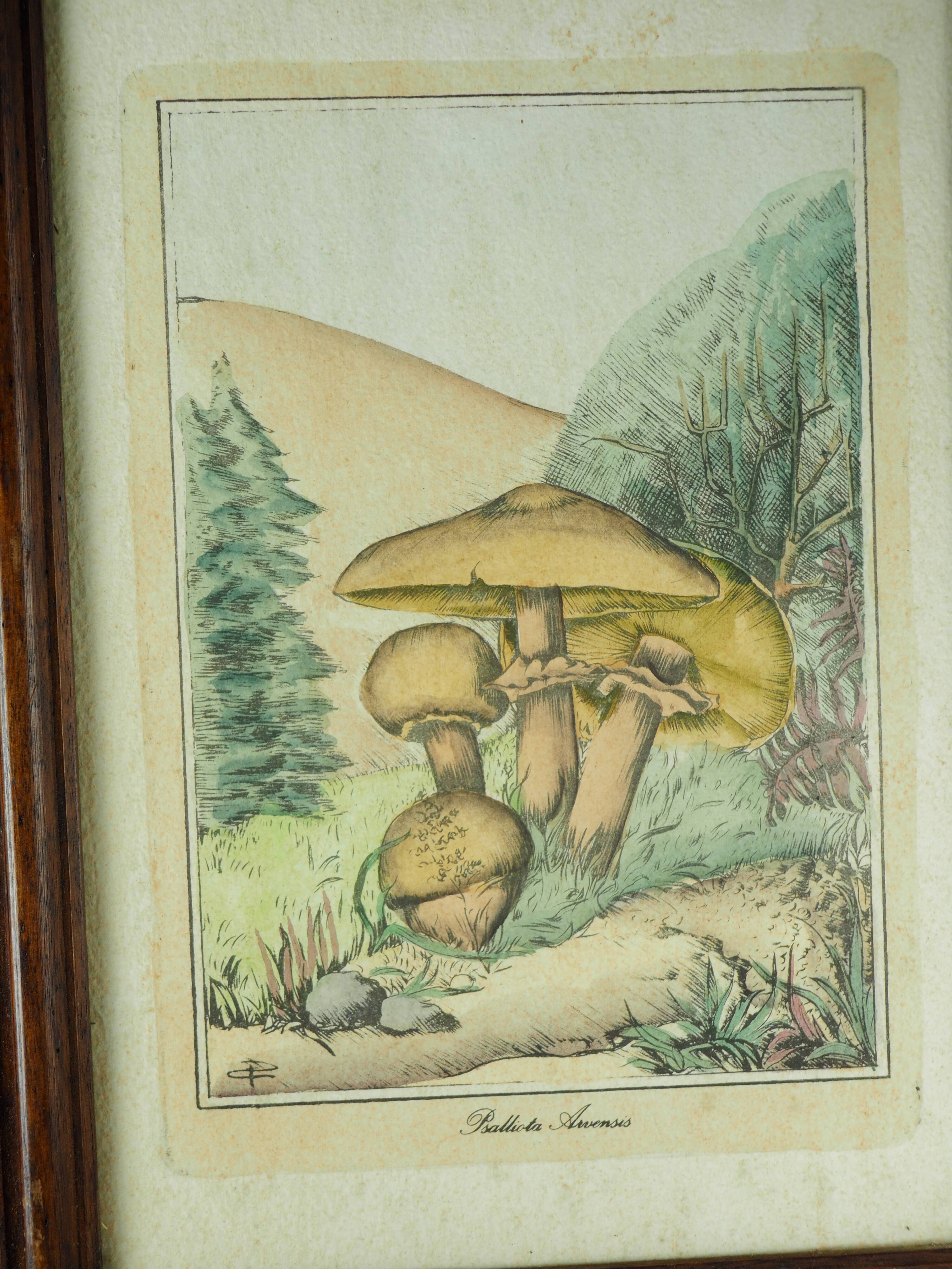 Pair of colorized mycological lithographs - Coprinus comatus, Psalliotta arvensis - 70s