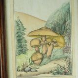Pair of colorized mycological lithographs - Coprinus comatus, Psalliotta arvensis - 70s