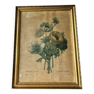 Botanical plate lithograph by PJ Redouté