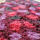 Pure wool rug by desso 70s 170x240cm