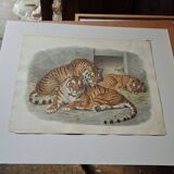 Engraving Daniel Giraud Elliot