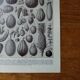 Lithographie originale sur les fruits
