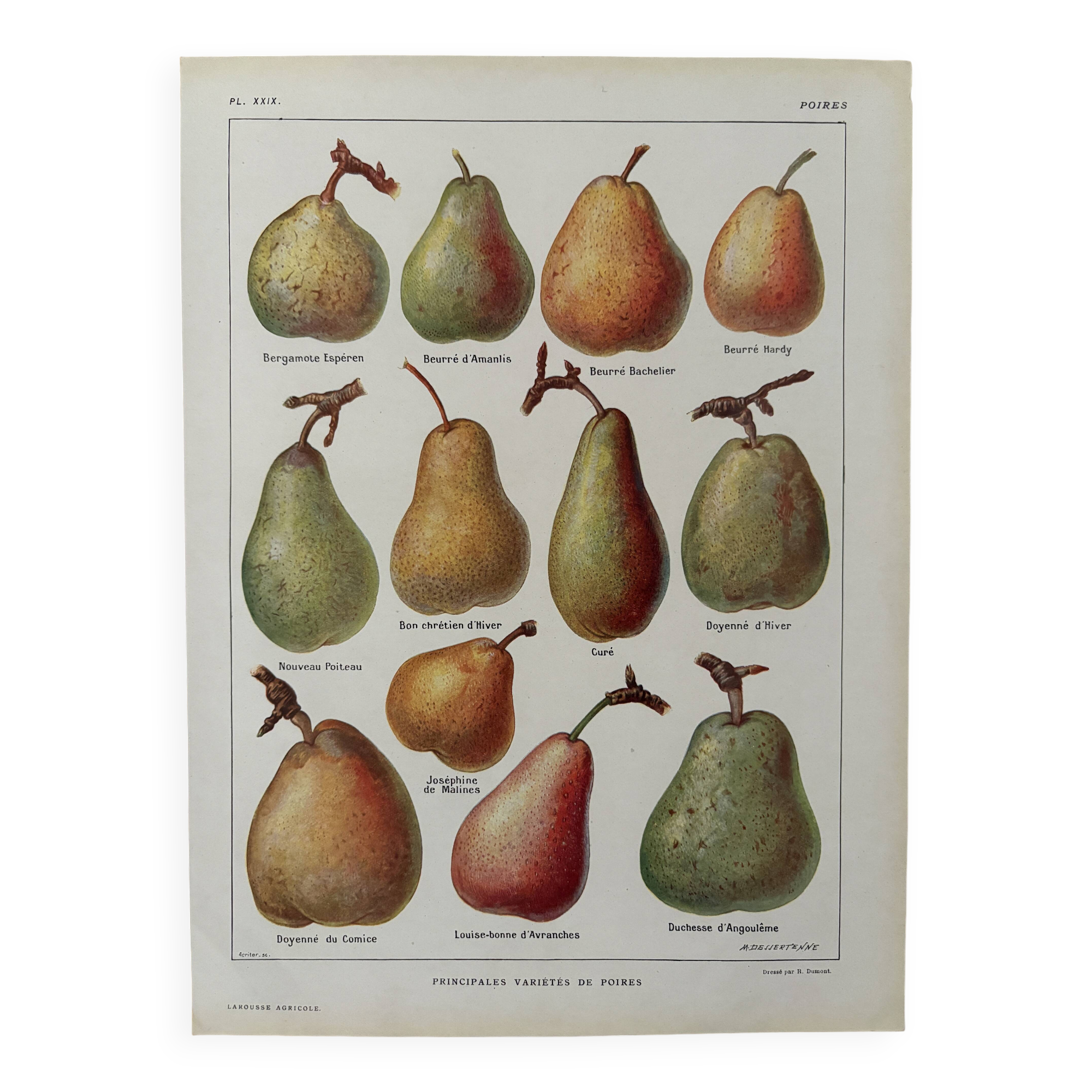 Lithograph of pears - 1920