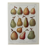 Lithographie sur les poires - 1920