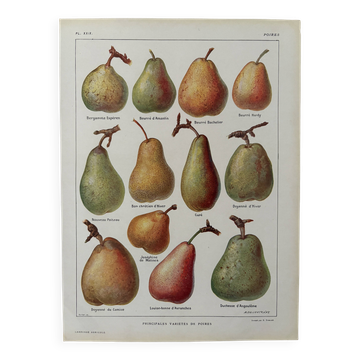 Lithographie sur les poires - 1920