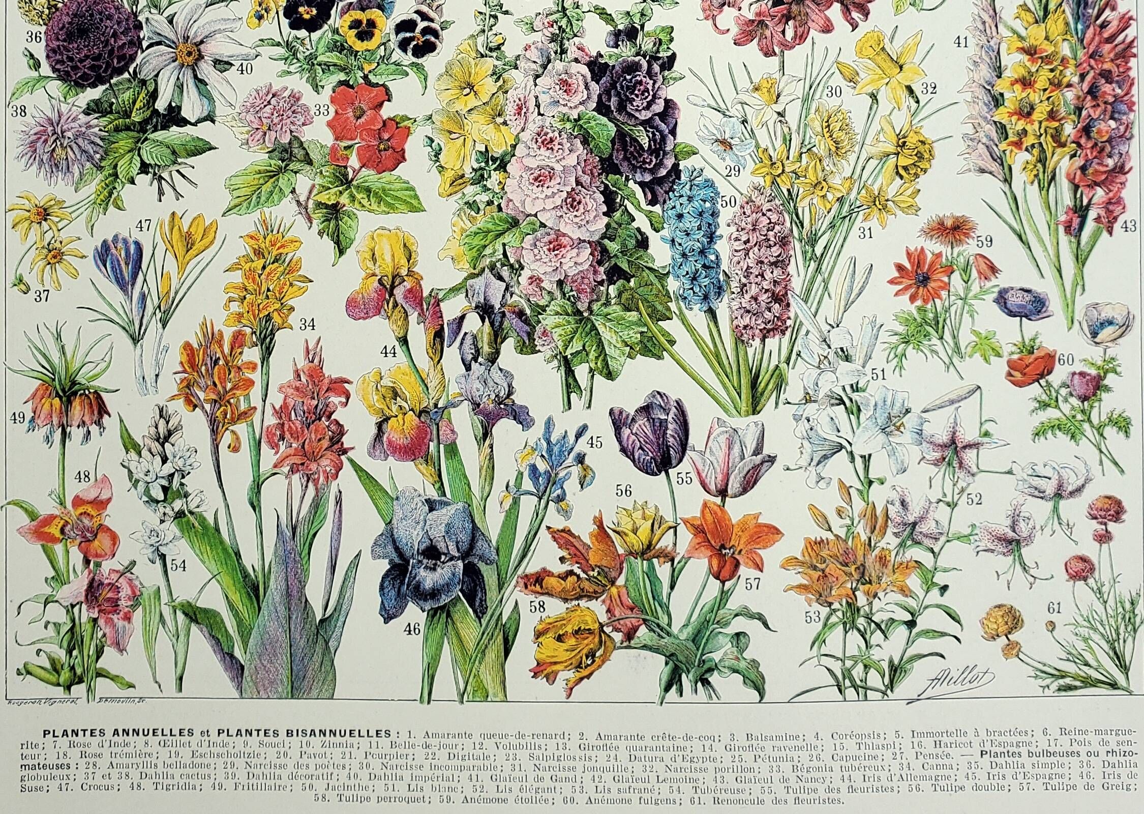 Antique engraving 1928, Flower 1, plant, flowerbed, horticulture • Lithograph, original illustration