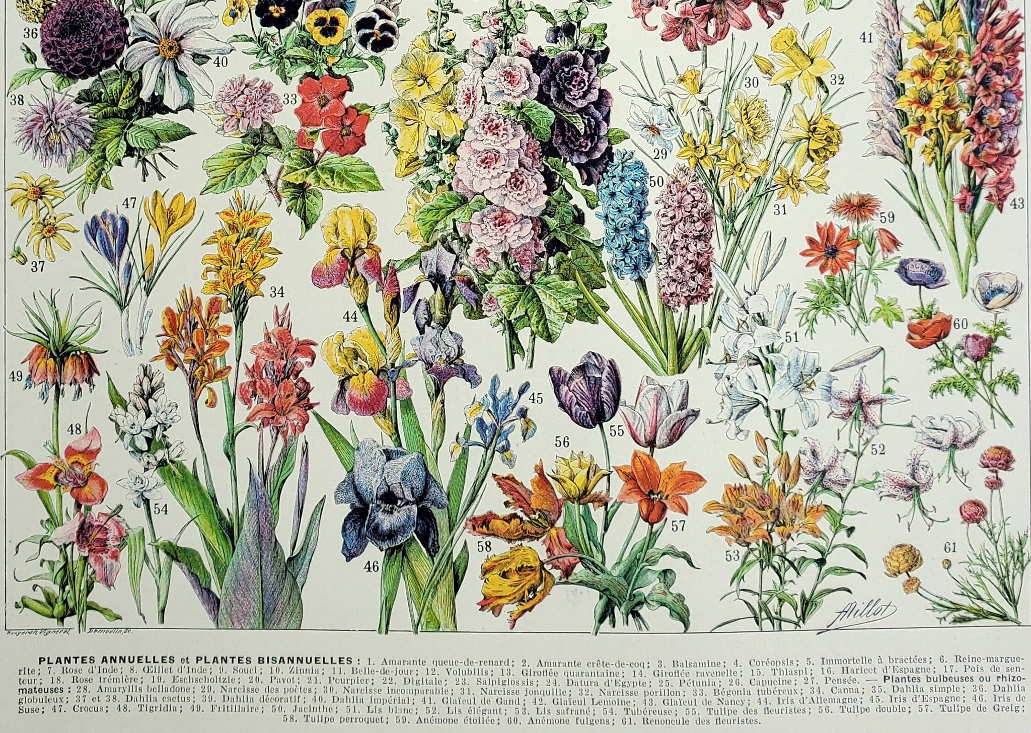 Antique engraving 1928, Flower 1, plant, flowerbed, horticulture • Lithograph, original illustration