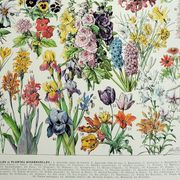 Antique engraving 1928, Flower 1, plant, flowerbed, horticulture • Lithograph, original illustration