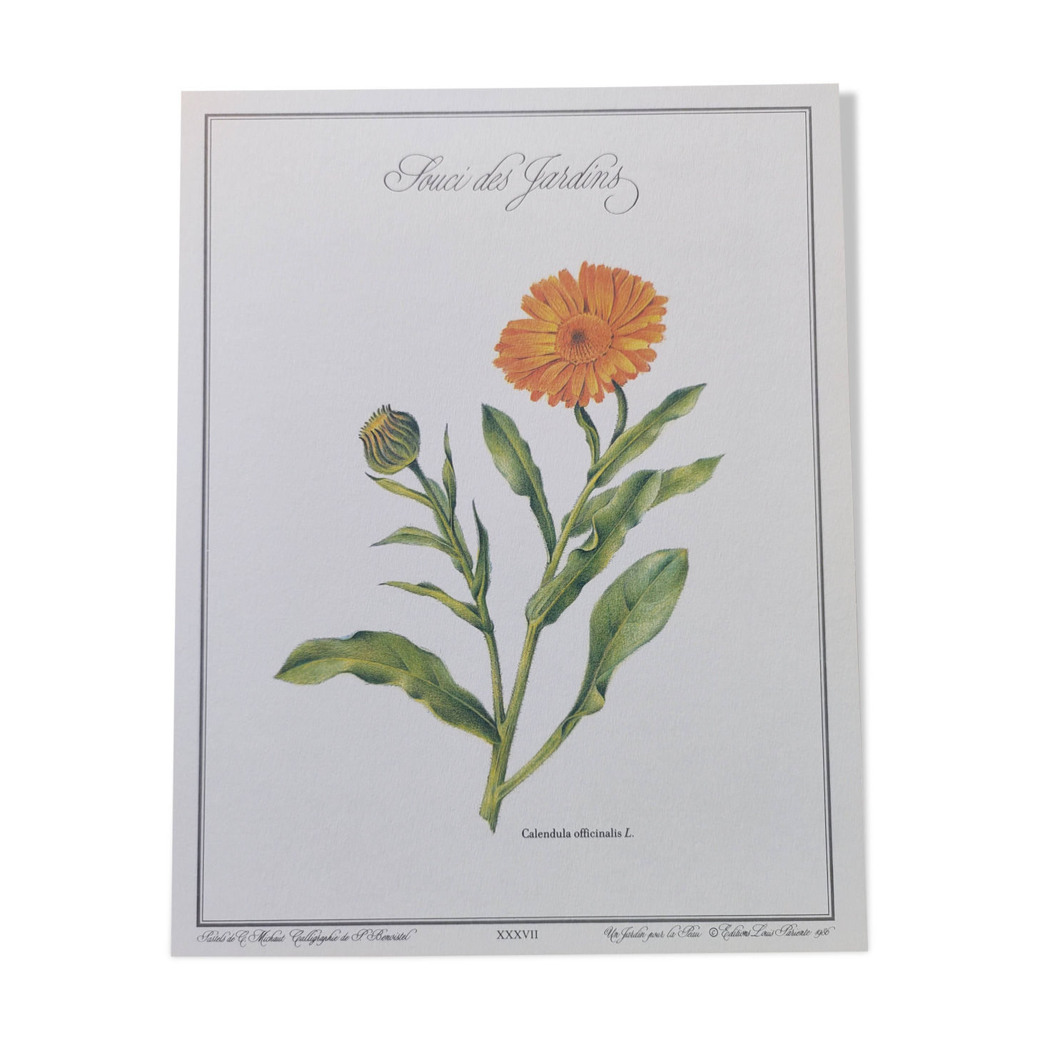 Botanical board -Garden Marigold- Pastel illustration of medicinal plants and flowers