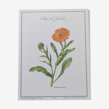 Botanical board -Garden Marigold- Pastel illustration of medicinal plants and flowers