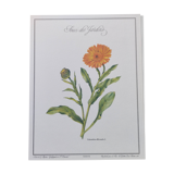 Planche botanique "Souci des Jardins"
