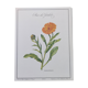 Botanical board -Garden Marigold- Pastel illustration of medicinal plants and flowers