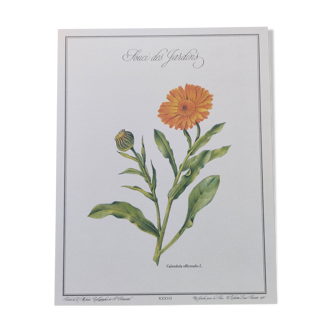 Botanical board -Garden Marigold- Pastel illustration of medicinal plants and flowers