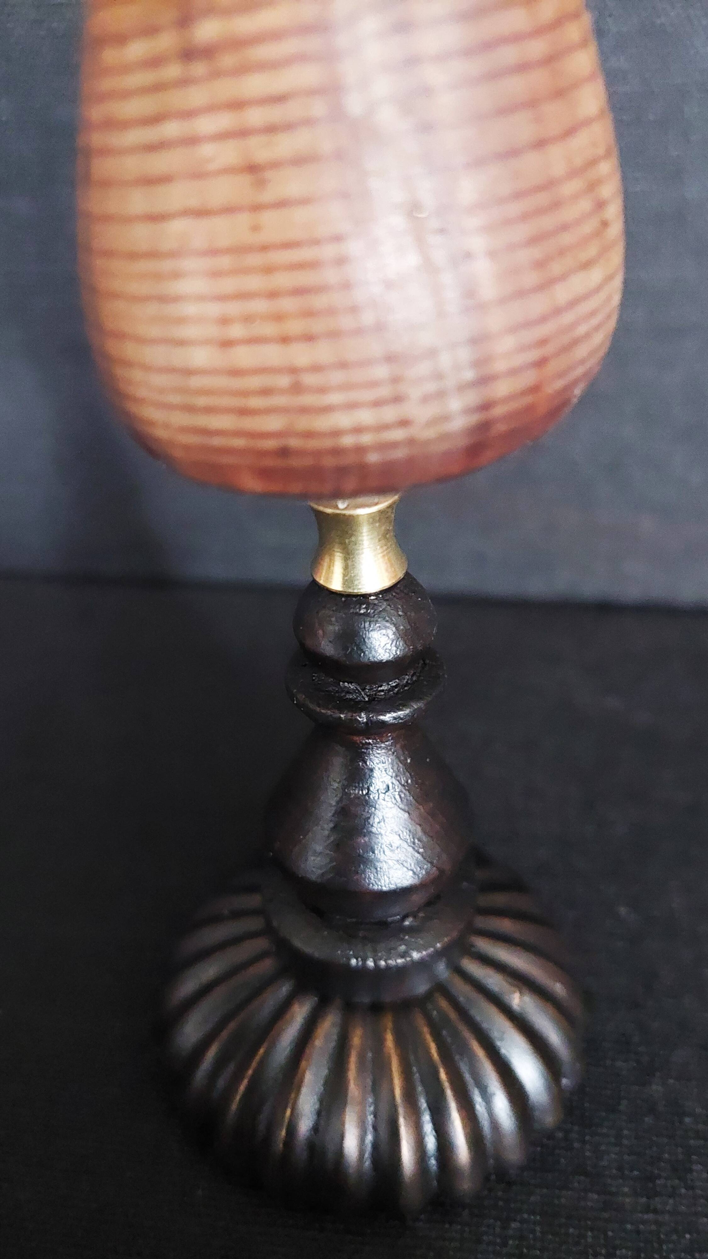 Cabinet de Curiosités coquillage conus figulinus sur socle