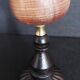 Cabinet de Curiosités coquillage conus figulinus sur socle