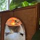 Italian coastal mirror in bamboo and rattan in the style of Vivai del Sud, 1970s.