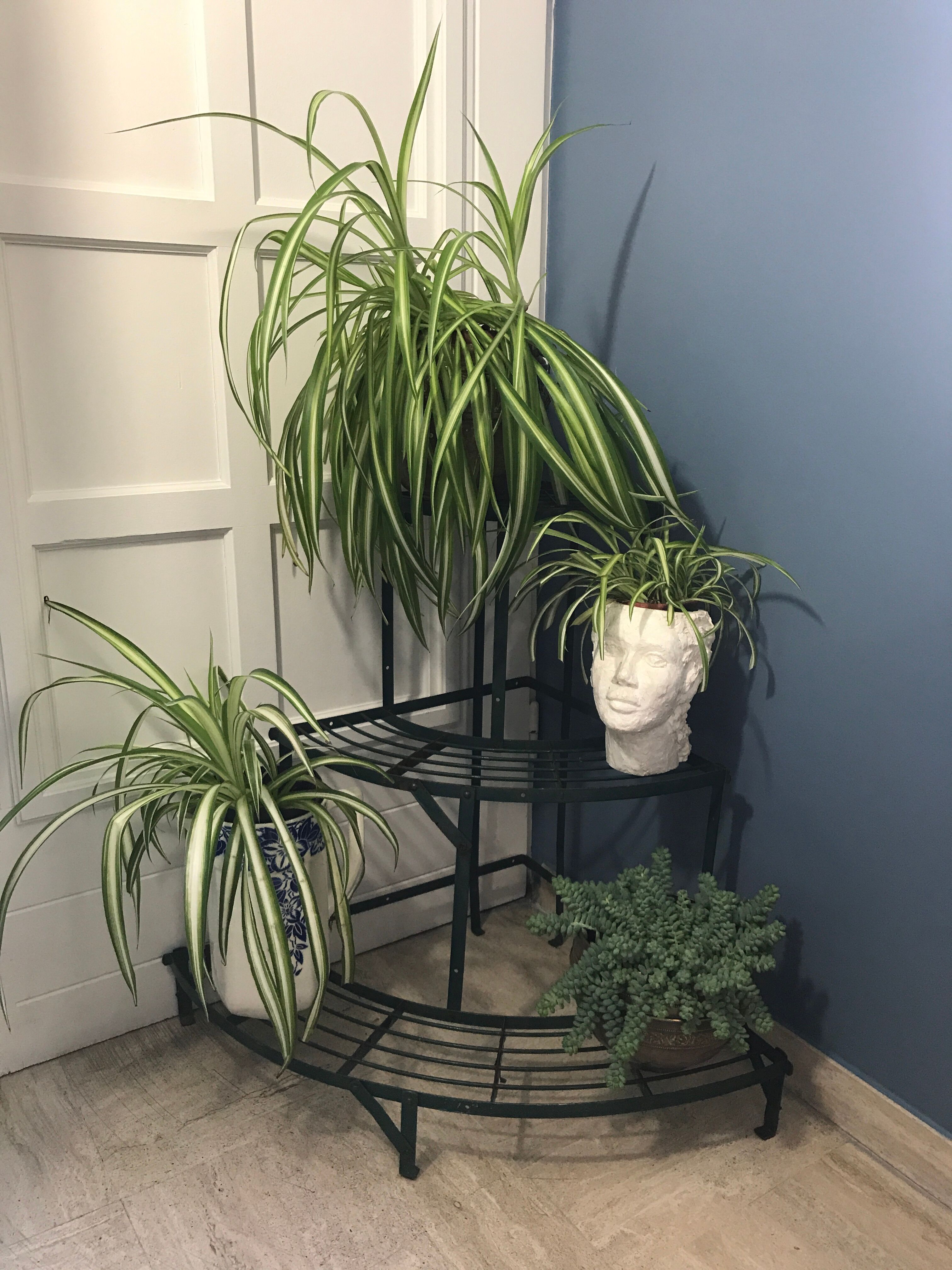 Old florist shelf door metal plants