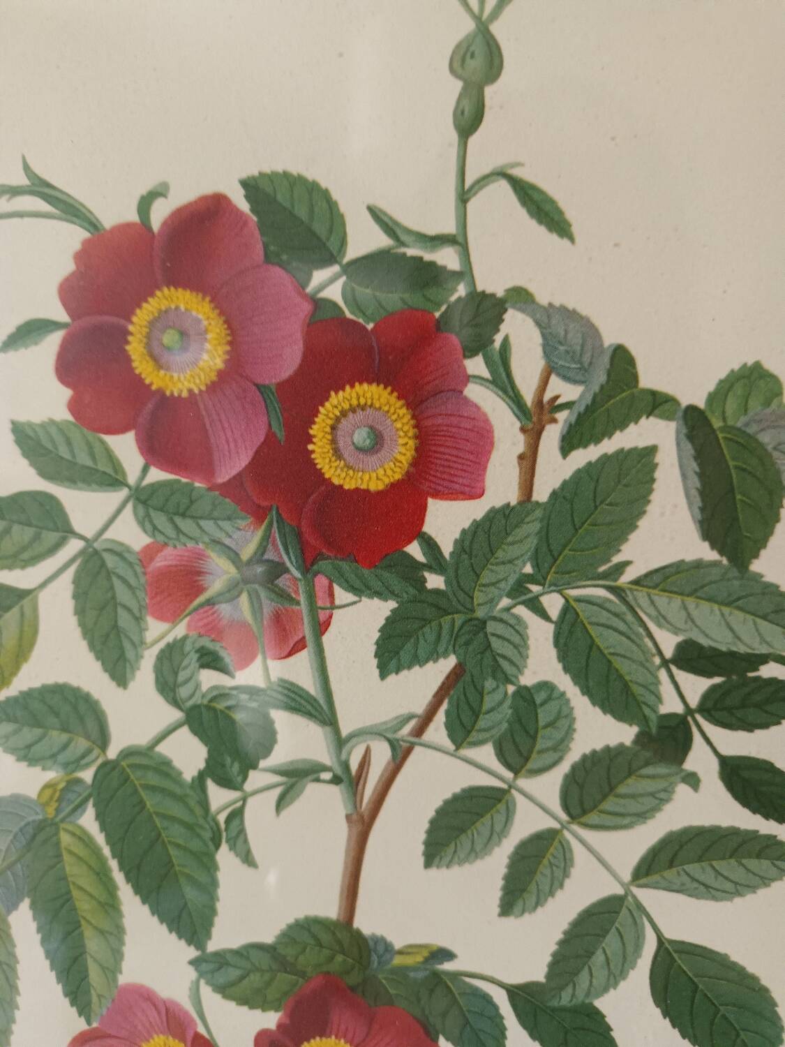 Vintage framed botanical poster