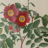 Vintage framed botanical poster