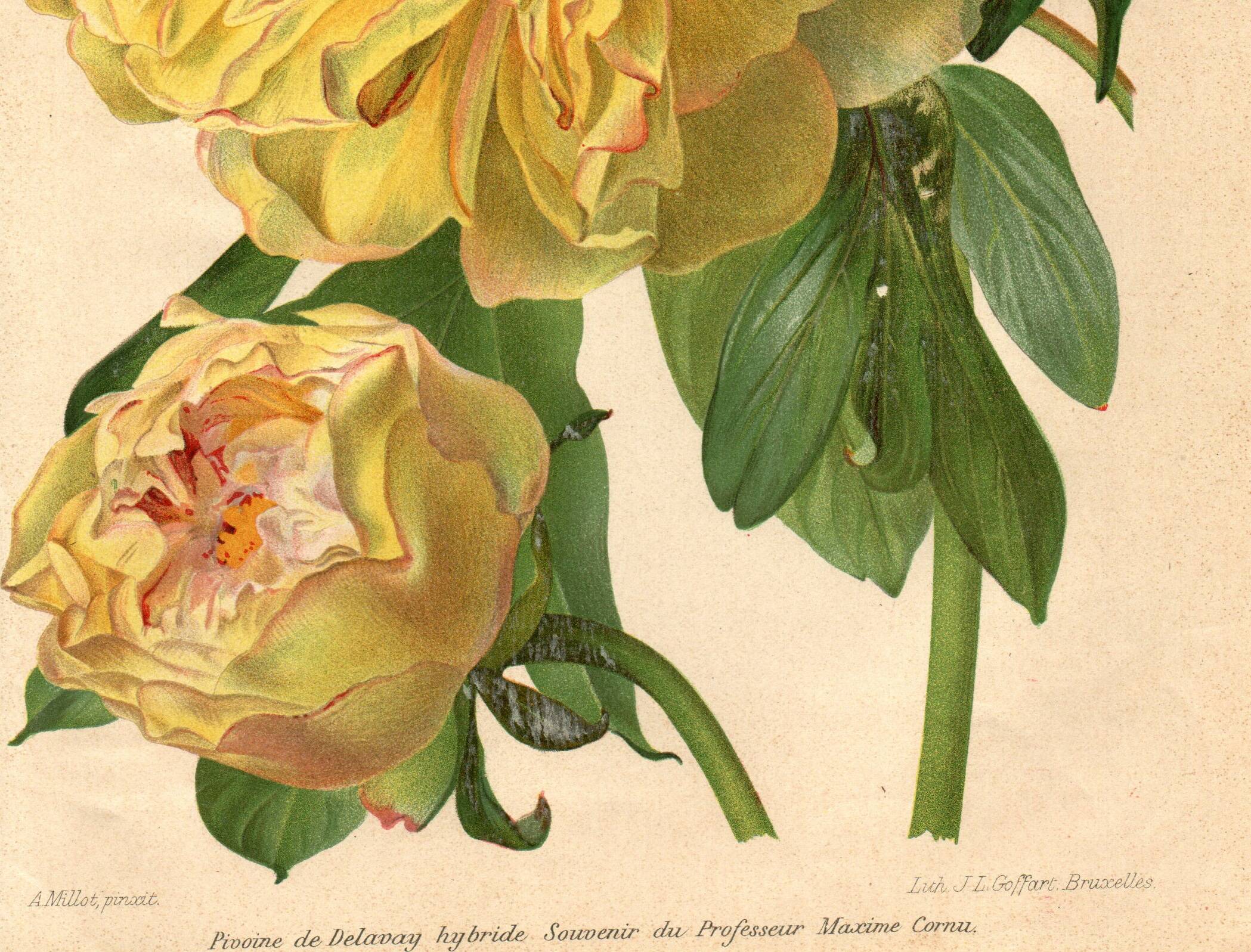 Botanical Engraving 1911 - Yellow Peony by A. Millot - Flower, Lithograph