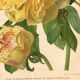 Botanical Engraving 1911 - Yellow Peony by A. Millot - Flower, Lithograph