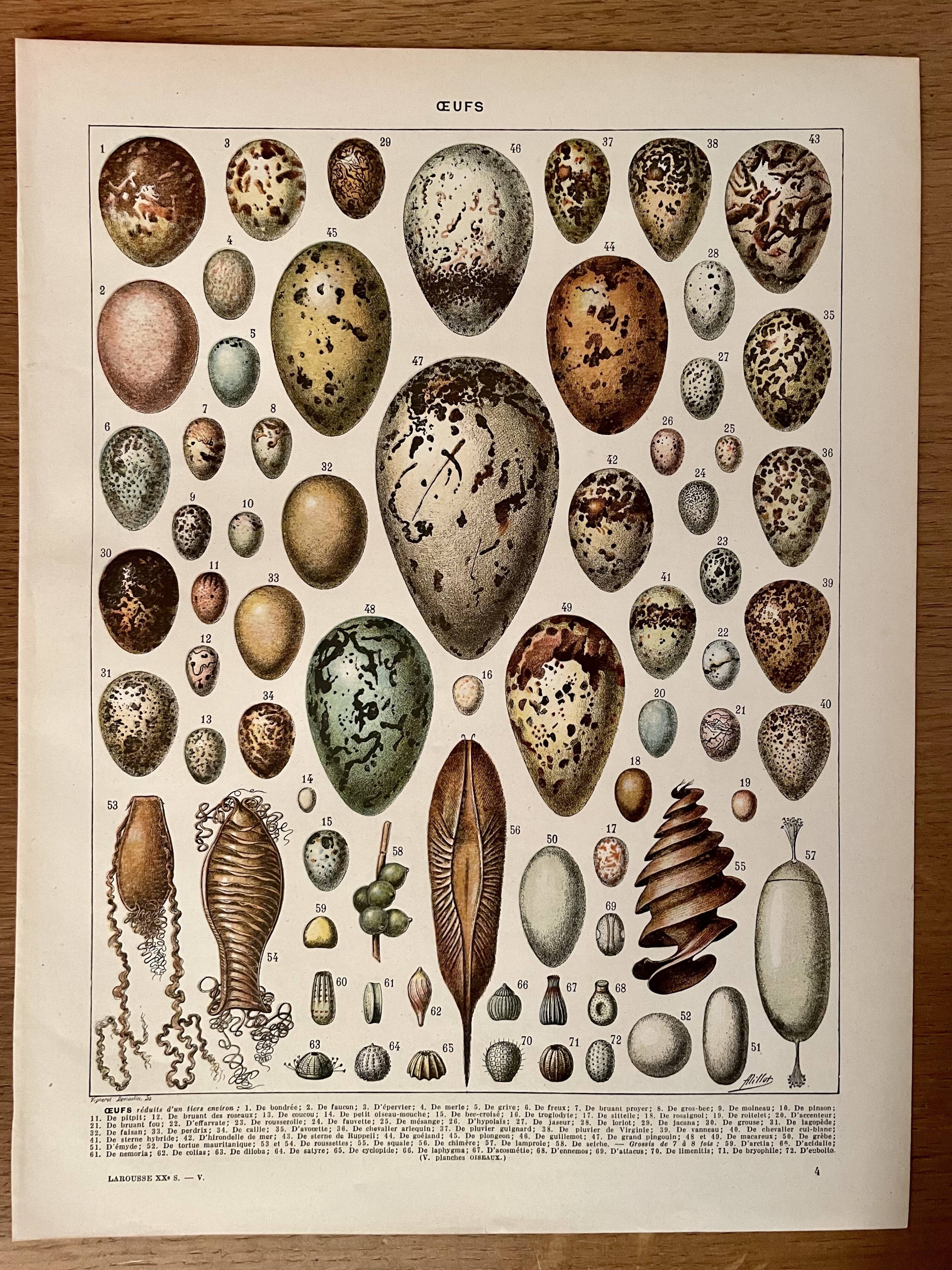 Lithograph on eggs - 1920