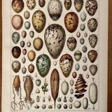 Lithograph on eggs - 1920