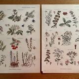 Set of 2 illustrated plates on digestive and aromatic plants of 1952