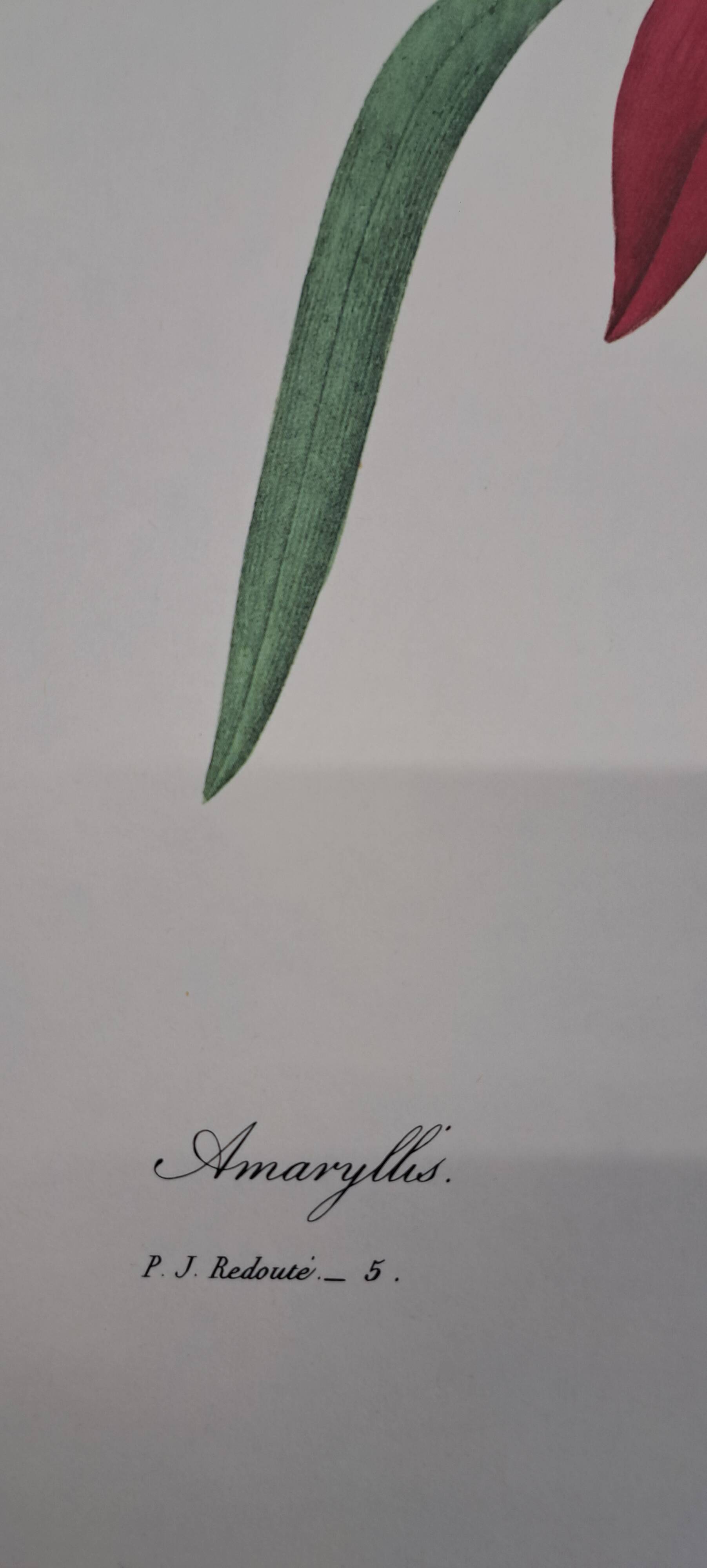 Amaryllis
