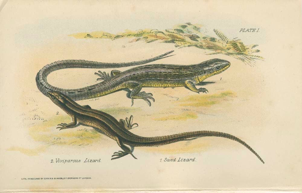 Ensemble de 2 planches reptiliennes, 1893, Divers lézards :