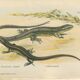 Ensemble de 2 planches reptiliennes, 1893, Divers lézards :