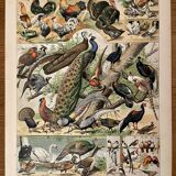 Lithograph on birds (ostrich) - 1900