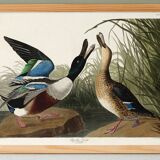 Poster about the Northern Shoveler Duck, based on an old engraving from 1827.