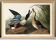 Poster about the Northern Shoveler Duck, based on an old engraving from 1827.