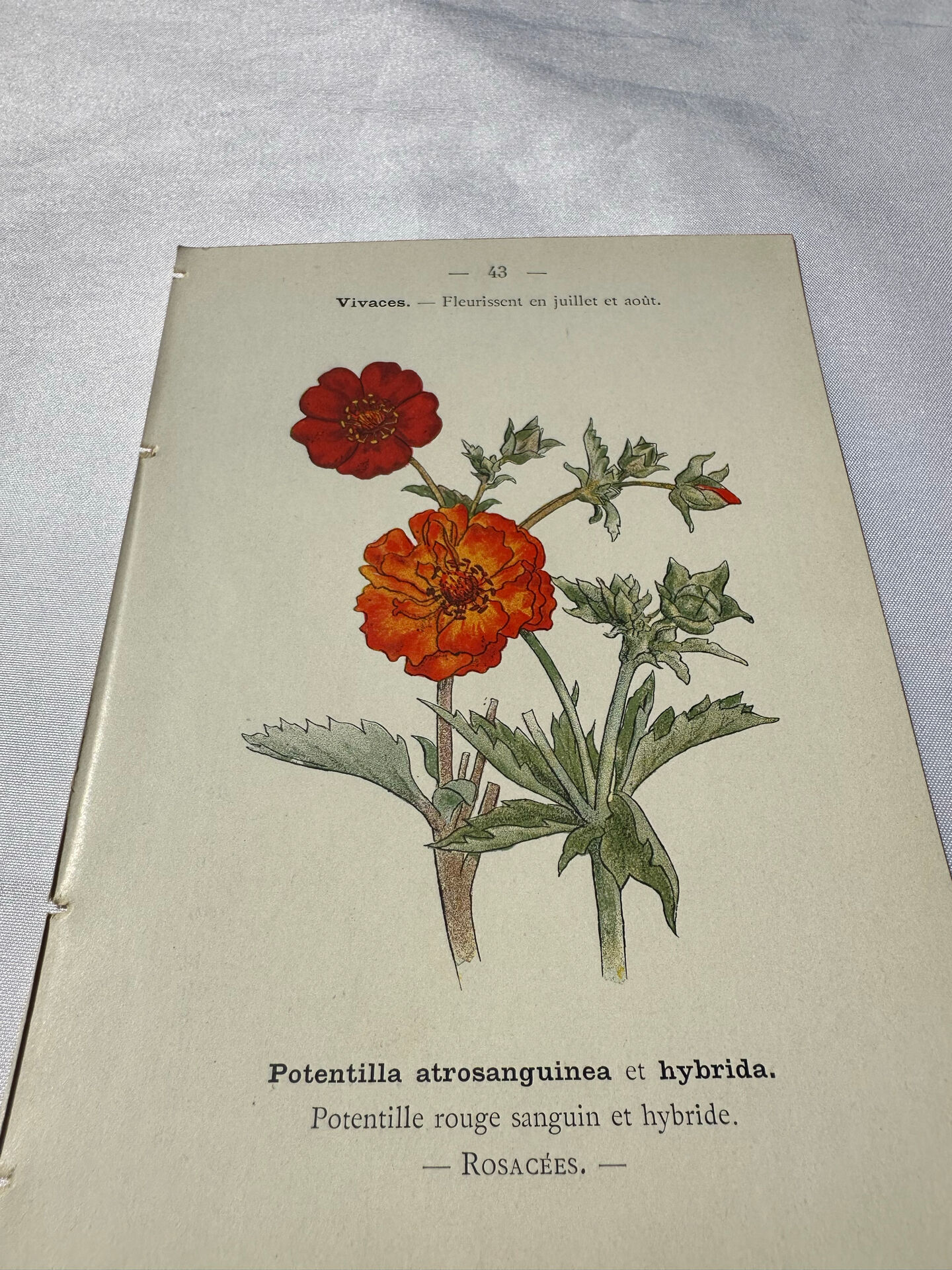 🌿 Botanical Plate Old Naturalist Engraving 19th Century Double-Sided