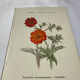 🌿 Botanical Plate Old Naturalist Engraving 19th Century Double-Sided