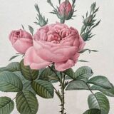 Framed lithograph roses Pierre Joseph Redouté, vintage botanical poster