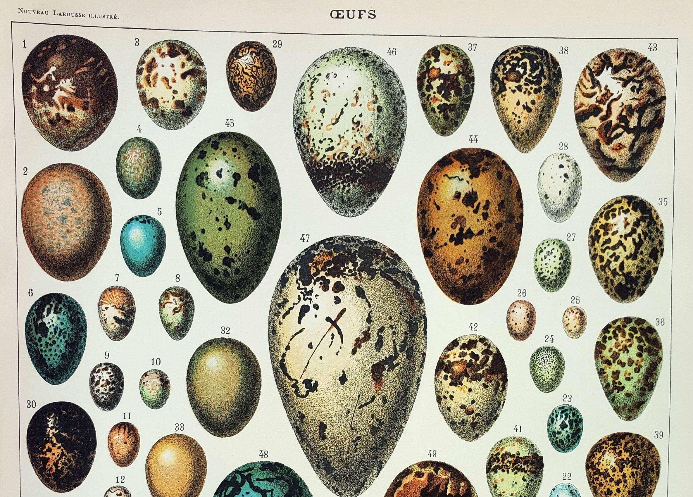 Antique engraving 1898, Eggs, birds, animals, zoology • Lithograph, original illustration