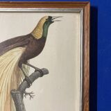 Bird Illustration