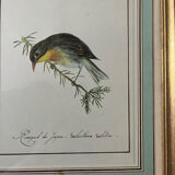 Two bird lithographs with gilded wooden frame