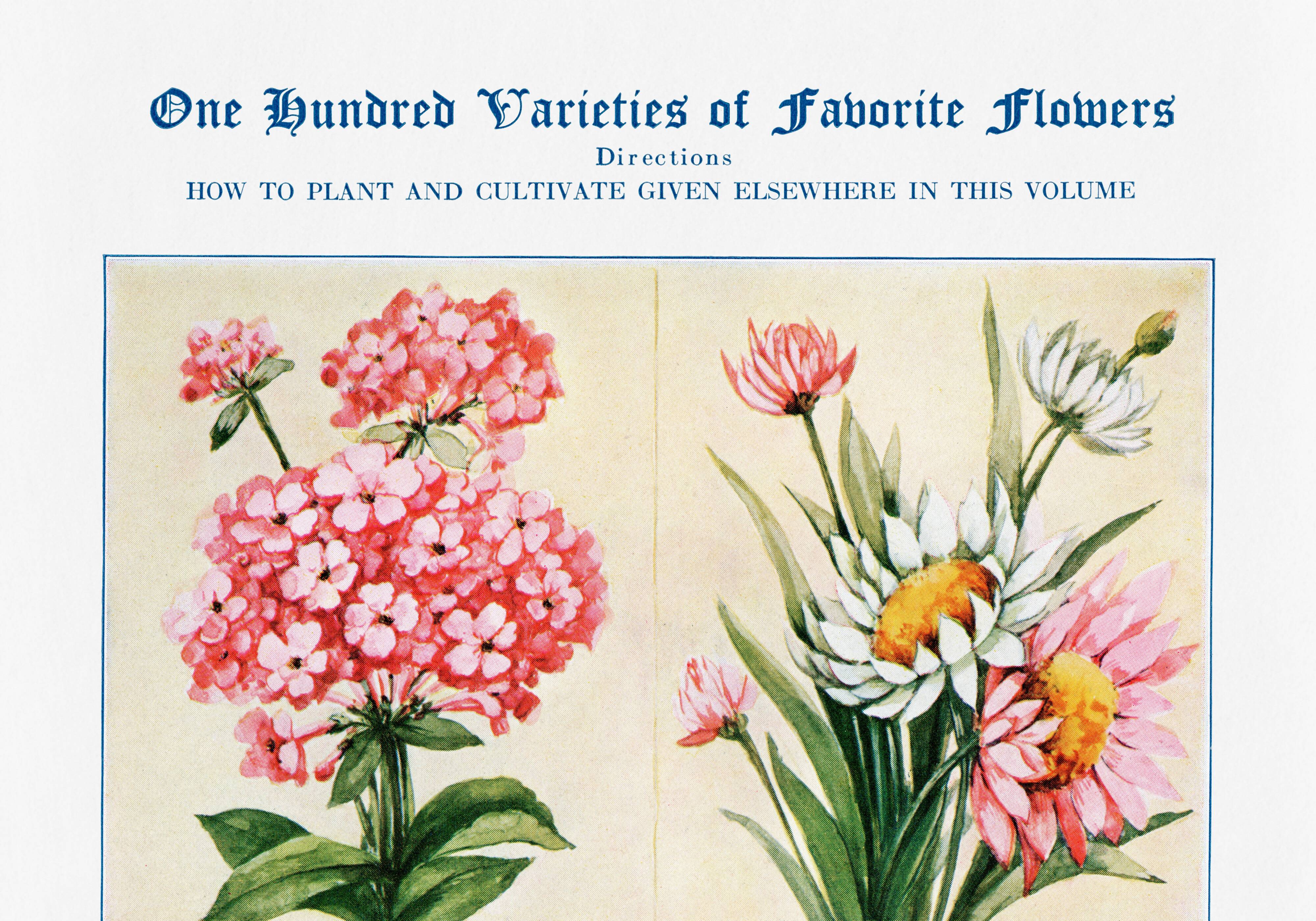 Poster featuring abronia, rose everlasting, adonis, and ageratum