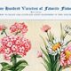 Poster featuring abronia, rose everlasting, adonis, and ageratum