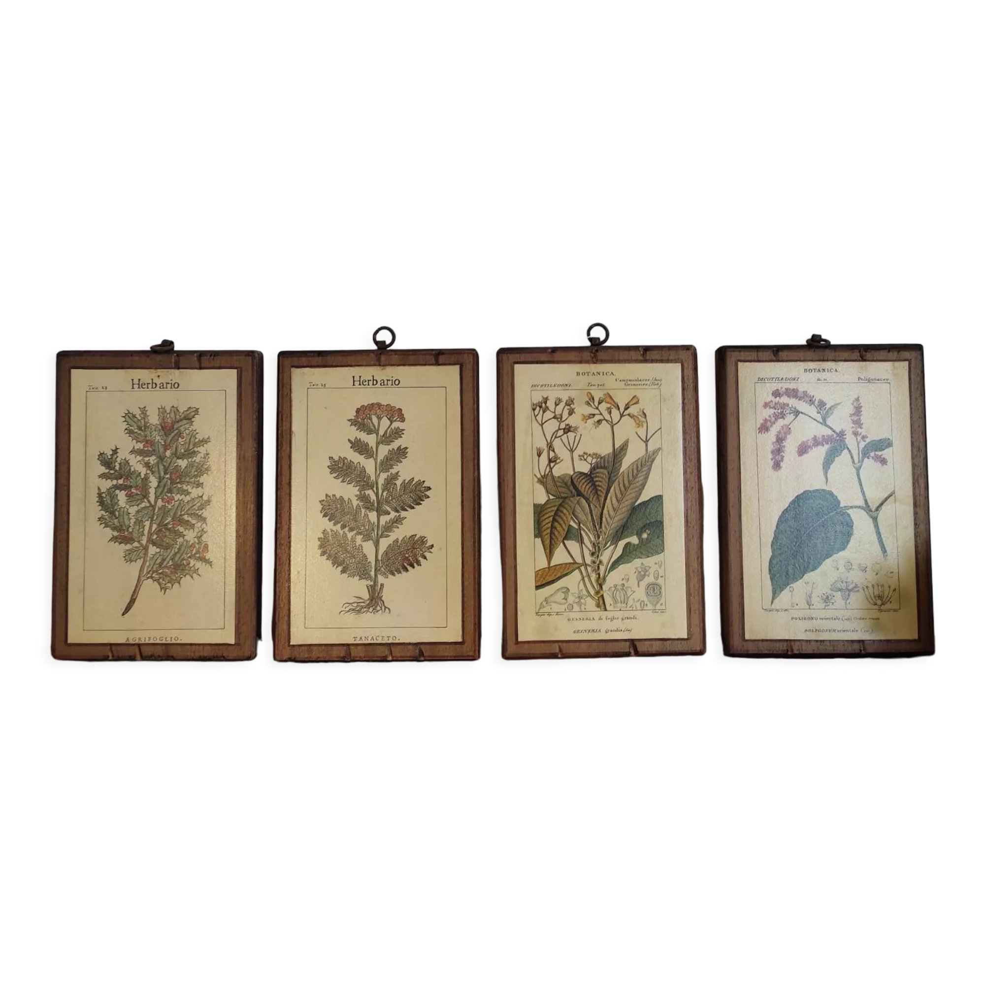 Set of 4 botanical boards with wooden frames